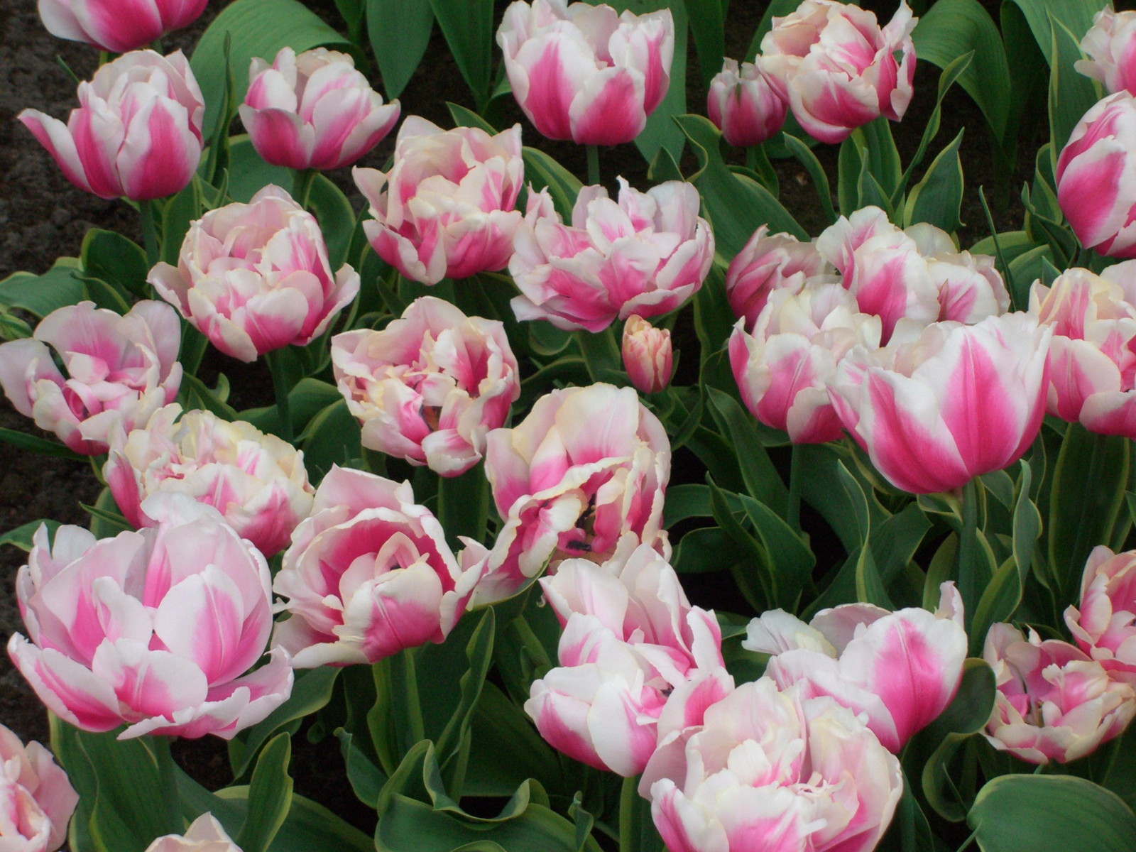 Netherlands Keukenhof